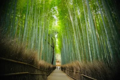 Arashiyama