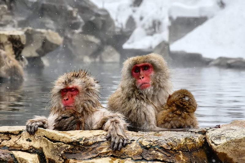 Jigokudani Monkey Park