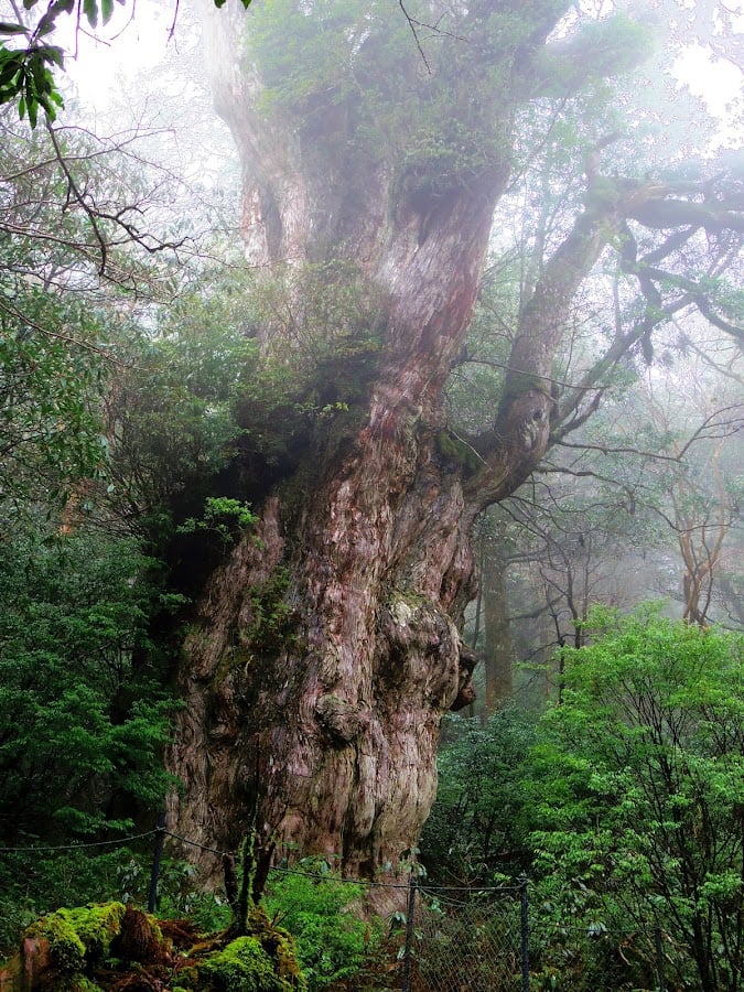 Jomon Sugi Trail