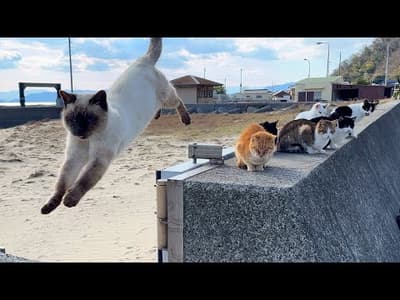 Travel to Japan's amazing cat island! Healed by friendly cats🐈