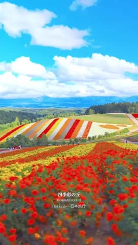 📍四季彩の丘 - 北海道美瑛❣️ Địa điểm check in không thể bỏ lỡ khi du lịch hokkaido vào mùa hè❤️ #hokkaido #jap