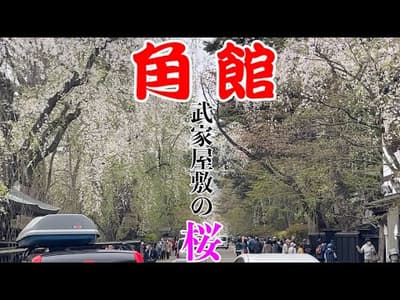 【角館：武家屋敷の桜と桧木内川の桜】の観光ガイド：アクセス・駐車場・渋滞情報・お食事処などもご紹介