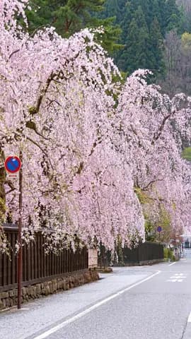 A samurai town in full bloom. 🌸 This is Kakunodate, Akita Japan. Where history and cherry blossoms 