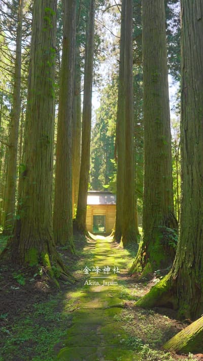 📍秋田県【金峰神社 Kinpo Shrine】Akita, Japan 🇯🇵 . . 苔と杉並木の参道が生み出す圧倒的な異世界 . 創建は718年とされ、参道の杉並木は樹齢350～800年とも云