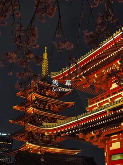 夜に咲く、浅草の桜 🌸🏮 帰り道、少し遠回りしたくなる夜。 Senso-ji at night with cherry blossoms. #浅草寺 #浅草 #夜桜 #tokyo #japan