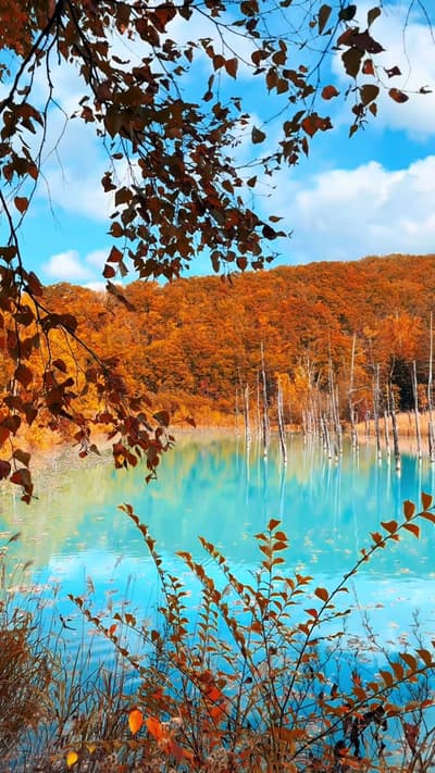 Shirogane Blue Pond / 📍Biei (青い池 / 📍美瑛) ． ． いつでも観光客で賑わう青い池。 秋に訪れるのは今回が初めてでしたが、池の青さと紅葉に色味がお気に入り。 秋が