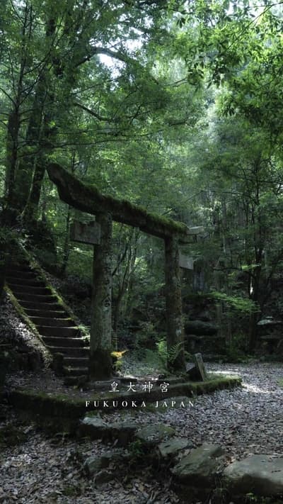木漏れ日の奥に、静かに佇む古の鳥居⛩️ 深い森に包まれた参道は、まるで異世界への入口だった An ancient torii gate standing quietly beneath the fil