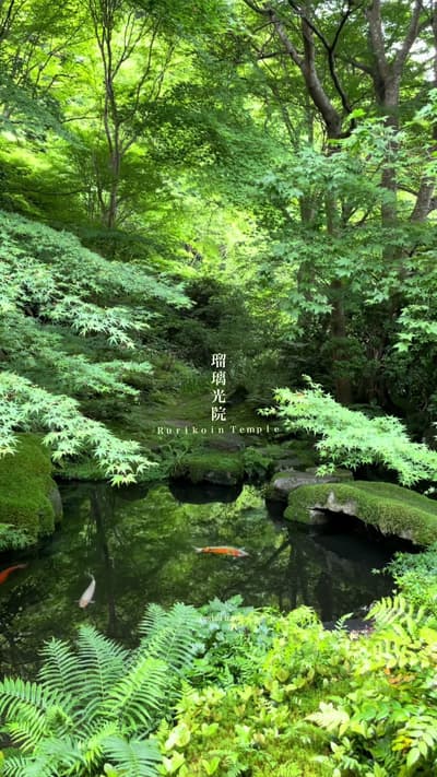 📍瑠璃光院 京都 / Rurikoin in kyoto 期間限定で特別公開される京都の瑠璃光院では、書院2階の机の天板に映り込む青もみじがとても美しいです🍁是非この機会に足を運んでみてね。 At
