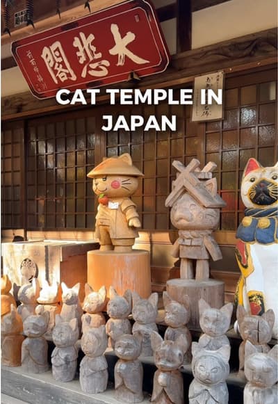 Hagi might just be one of Japan’s most underrated spots! 🐱 One of its most unique highlights is Unr