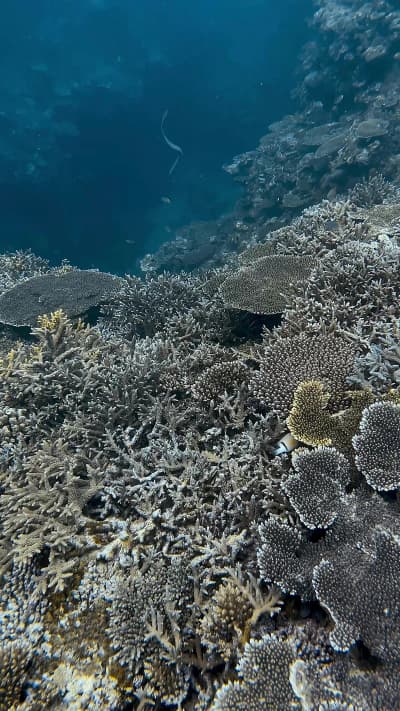 Some incredible hard coral coverage around the island of Iriomote, a protected area next to Ishigaki