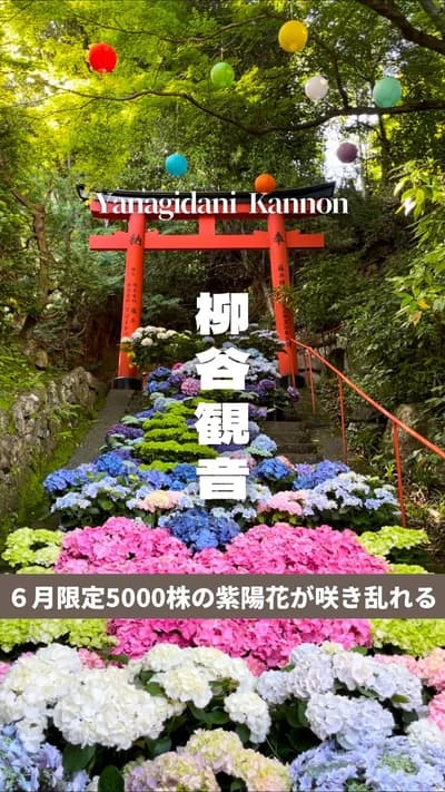 📍柳谷観音楊谷寺 京都 / Yanagidani Kannon in Kyoto

６月限定で見られる紫陽花の絶景スポットである京都の柳谷観音は、約5000株の紫陽花が境内に咲き乱れる💐 花手水発