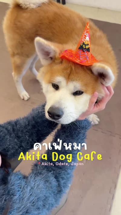 คาเฟ่หมาอากิตะ Akita Dog Cafe หมาหน้ามึนตัวเบ้อเริ้มม 🐶✨ #akitainu #akita #akitadog #japan
Tagged l