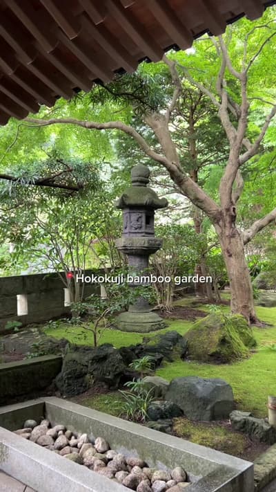 So zen 🎋 #hokokujibambooforest #kamakura
Tagged location: Hokokuji Bamboo Forest — Hokokuji Bamboo 