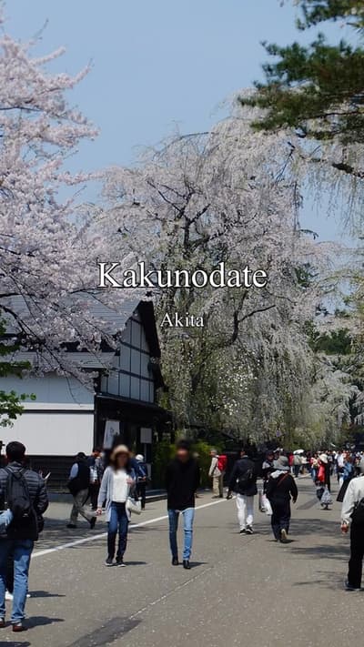 Black wooden walls, old samurai homes, and cherry branches along a northern river. Kakunodate, Akita