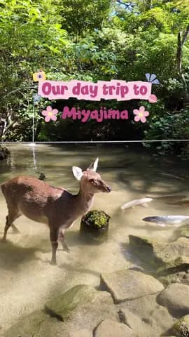 Tag 6 in Japan 🇯🇵 Weiter ging es, für einen Tagesausflug, nach Miyajima. Falls du die Möglichkeit 