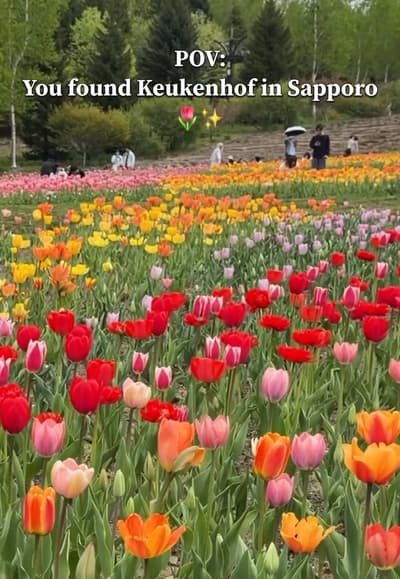 Sapporo rasa Keukenhof 🌷✨ Tulip and Lily of the Valley Festa 16-31 May 2026 📍Takino Suzuran Hillsi