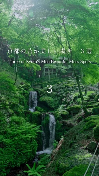 京都の苔が美しい場所 3選 Kyoto’s 3 Most Beautiful Moss Gardens 🌿 しっとりとした苔に包まれた京都の風景。 静寂の中に広がる深い緑が、心を穏やかにしてくれます