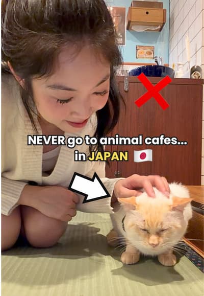 DO NOT go to animal cafes in Japan ❌ #japan #japantrip #japantravel #japantraveltips #traveltips