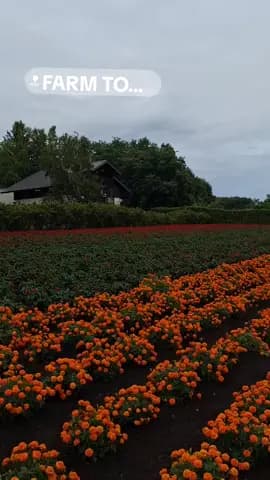 Farm Tomita is one of the most famous flower farms in Hokkaido, Japan, located in the town of Nakafu