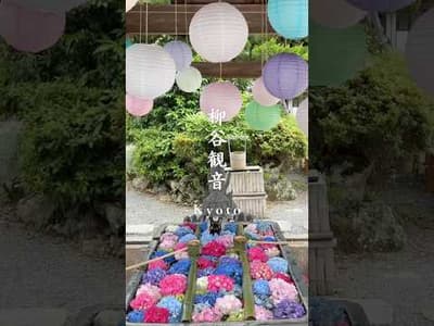 初夏の京都に癒やされる🌸｜柳谷観音の紫陽花