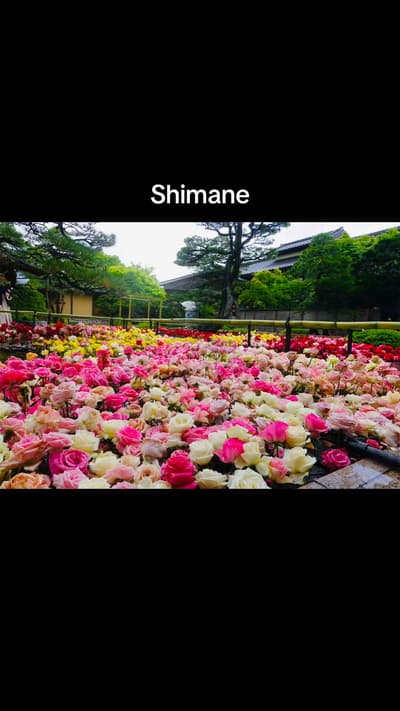 1 điểm ngắm hoa mẫu đơn và hoa hồng tháng 5 nè🥰🥰 Đây là khu vườn Nhật rất nổi tiếng ở tỉnh Shimane