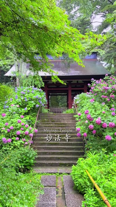 知る人ぞ知る紫陽花の名所💠🌿‬ 📍 妙法寺(苔寺) / 神奈川 ✔🗓2026/6/20 今年ぜひ訪れていただきたい、知る人ぞ知る鎌倉にある紫陽花の名所です💠🌿‬ 境内には美しい苔に包まれた