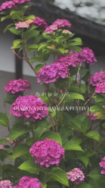 雨が似合う花、 会いに行きたくなる景色 📍 稲沢あじさいまつり #あじさいまつり #紫陽花スポット #愛知覾光 #絶景 #japantravel
Tagged location: Otsuka Sh