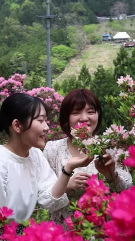 Rhodey’s Forest | Tsurugi, Tokushima 🌺 A hidden garden of rhododendrons, cherished by the locals. �