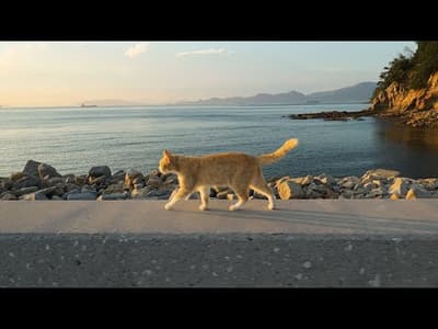 Staying a Night on Japan's Cat Island in Midsummer🐈☀️ | Ogijima Island in Kagawa | ASMR
