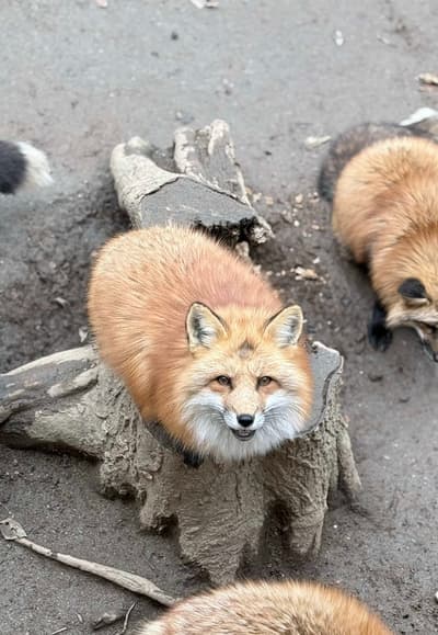 Magical Day at Zao Fox Village 🦊 | Free-Roaming Foxes in Japan! #ZaoFoxVillage #JapanTravel #Miyagi