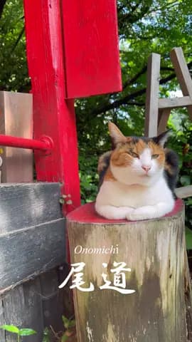 Cat Town, Onomichi 🐾 Do you like cats? If you do, you just have to visit Onomichi! This cozy town i