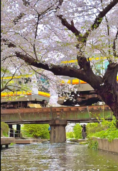 今が見頃！春が終わる前に見てほしい、神奈川の絶景桜スポット🌸 📍神奈川 /二ヶ領用水宿河原堤桜並木🇯🇵 🌸魅力 二ヶ領用水沿いに、ソメイヨシノを中心とした桜が約2kmにわたって連なります。 