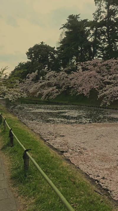 This is your sign to book a trip to Japan next year to see the cherry blossoms 😍🌸 Hirosake Castle 