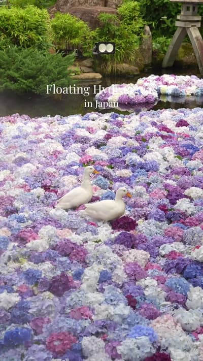 Floating Hydrangeas in Japan ⠀ Amabiki Kannon, located in Ibaraki, Japan, is one of the country’s mo