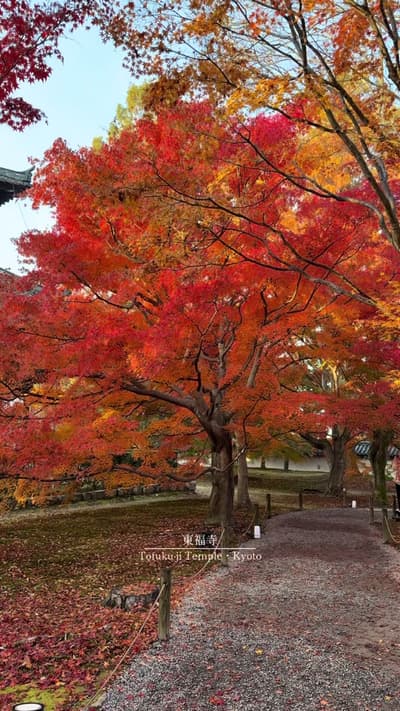 12月だけどまだ見頃！東福寺の紅葉が綺麗すぎた🍁 It's December, but it's still the best time to see the autumn leaves at To