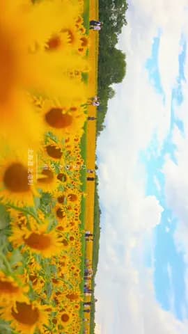 北竜町のひまわりが見頃を迎えてます🌻200万本のひまわり畑は圧巻‼️ 撮影：2025/8/10 あいにくの曇り模様でしたが、僅かにでた晴れ間を狙って撮影しました！ 見頃はあと数日といったところでした