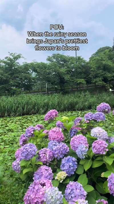 While June brings the rainy season, these hydrangeas completely transform the gloomy days. Finding t