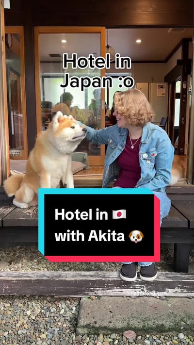 🥹🐶Do you wanna spend time with Japanese Akita inu dogs?? Who wouldn't? Then this is the place for 