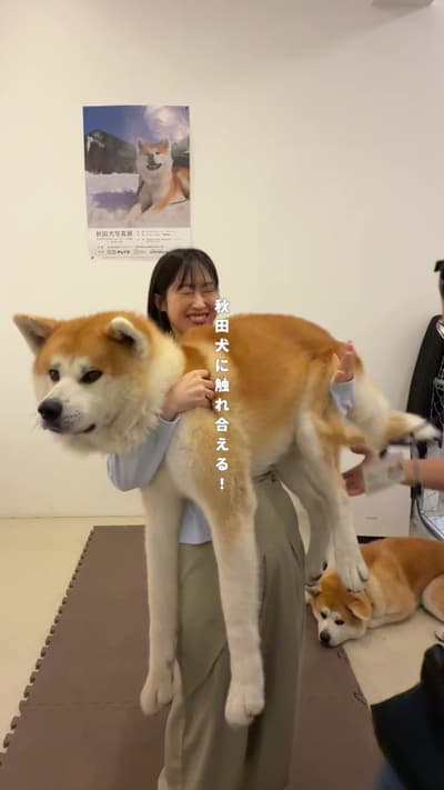 もふもふの秋田犬に会うために秋田へ🐶 大館市にある秋田犬café / Akita Dog caféというところに行ったよ…！ 忠誠心が強くて温厚でとってもかわいい😭♡ 抱っこしたり餌やりしたり天国