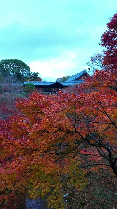 京都 東福寺 通天橋 圧巻のスケール🍁秋の京都を代表する風景 谷を埋め尽くすように広がる紅葉は、まさに圧巻のひと言。 橋の上から見下ろす赤・橙・黄色のグラデーションは、 秋の京都を象徴する景色✨ 毎