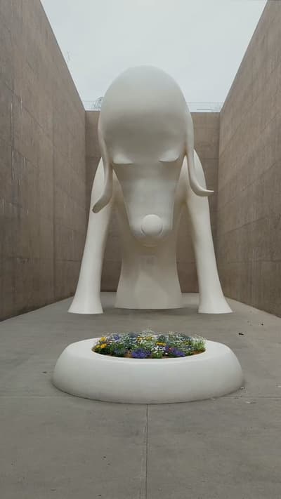 yoshitomo nara at the aomori museum of art ✨ #yoshitomonara #aomori #japan #japantravel #artmuseum
T