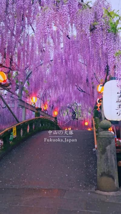 一面に広がる藤のカーテン
A curtain of wisteria spreading overhead

📍福岡県【中山の大藤】 / 🇯🇵Nakayama no Ofuji, Fukuoka