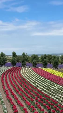 furano was absolutely breathtaking 🪻 the lavender field, the flowers, the soft serve, the sweet mel