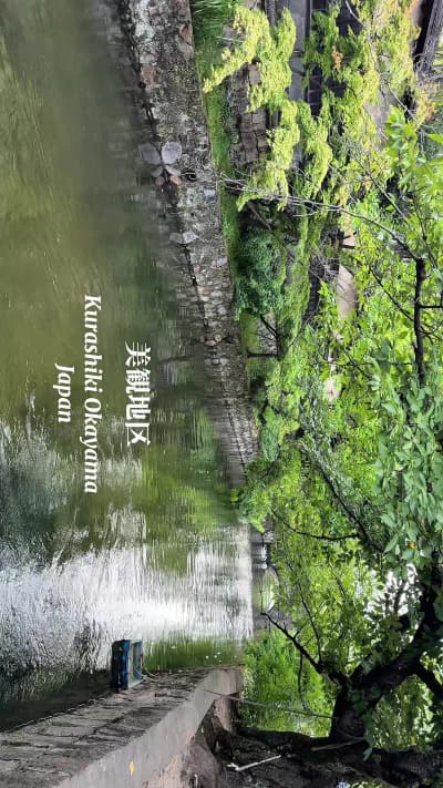 『倉敷美観地区-今日のkiyo散歩』 ☆美観地区-現在の倉敷美観地区周辺は寛永19年（1642年）に幕府の直轄地（天領）になり、後に代官所も置かれました。倉敷川河畔は周辺で採れる米の集散地として賑わい