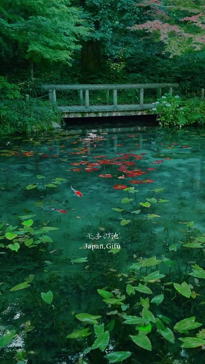 📍Location モネの池/Monet's Pond フォロー/保存/コメントをいただけますと励みになります。 I would be encouraged if you follow/save/c