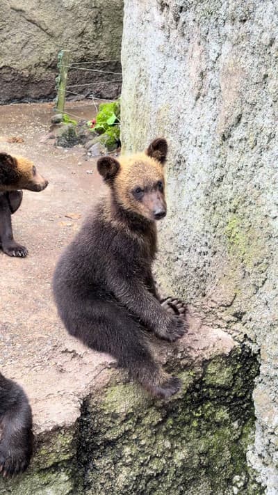 Spent the day in Noboribetsu feeding and watching brown bears! This has always been one of my favori