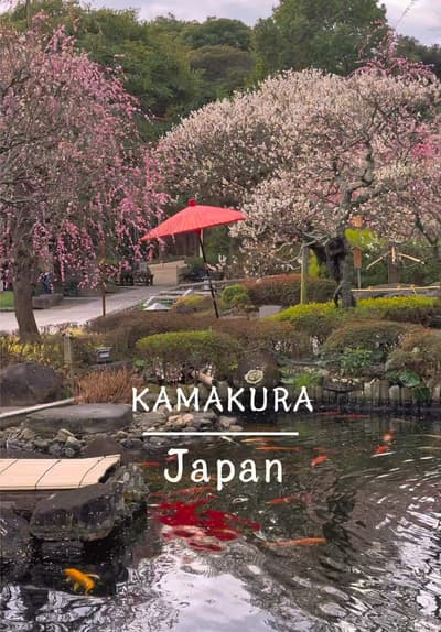 今年も長谷寺の梅が見頃に🥰🌸 📍Hasedera Temple / 長谷寺🇯🇵 🗾 Kamakura🇯🇵 境内には、紅千鳥、白梅、紅梅、しだれ紅梅など全部で9種類の梅の花が鑑賞でき、夜