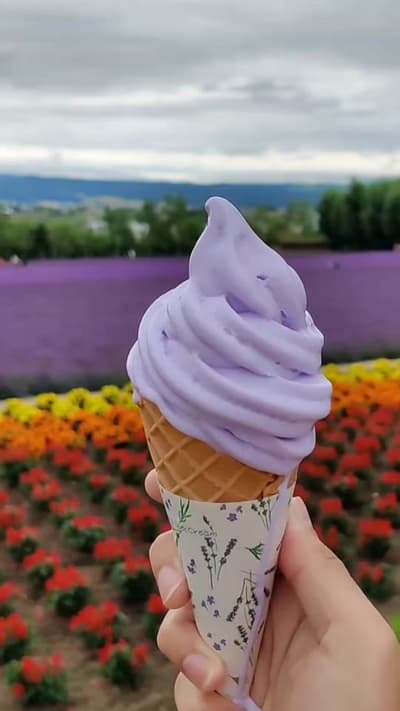 day trip to tomita farm at furano 2-3 hours from sapporo city. flowers are in bloom from apr-oct, wi