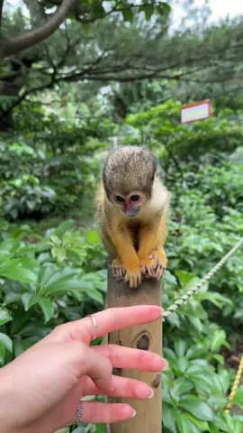 Ishigaki’s best attraction🐒 #okinawa #ishigaki #yaimavillage #squirrelmonkey #travel
Tagged locatio