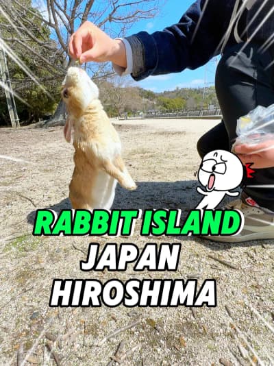 🐰🇯🇵An island in Japan taken over by rabbits. #japan #okunoshima #seaspica #hiroshima #onomichi
Ta